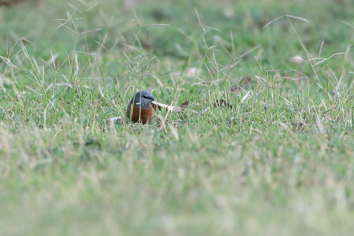 Gray-headed Silverbill - ML611930195