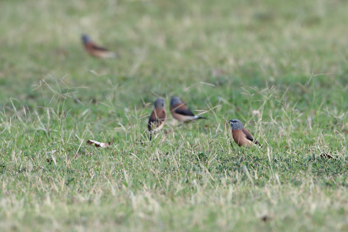 Gray-headed Silverbill - ML611930196