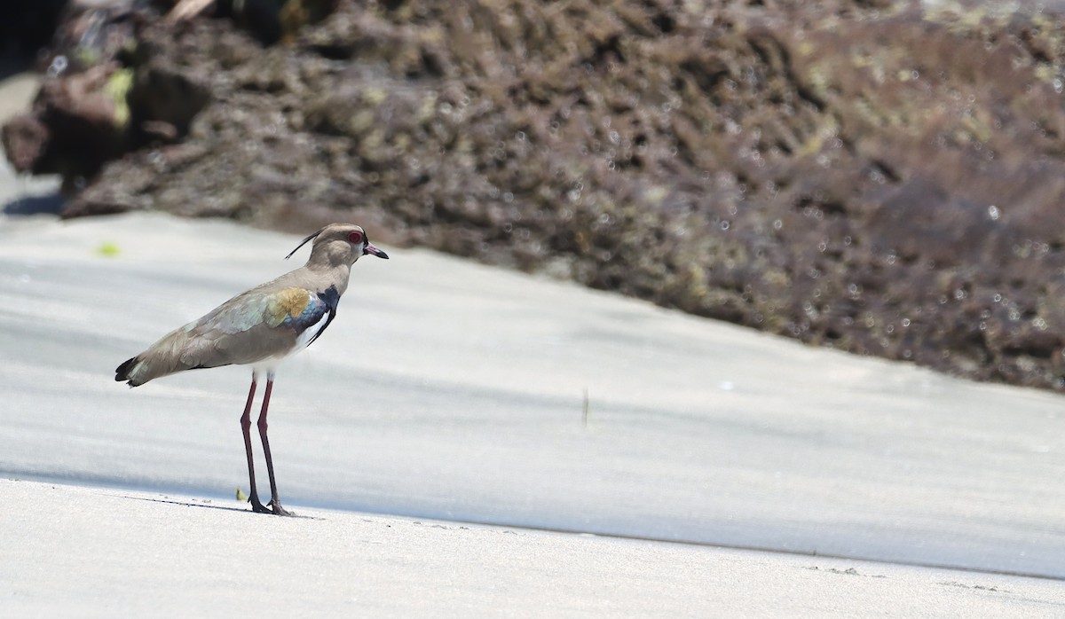 Southern Lapwing - Lilli Jahn