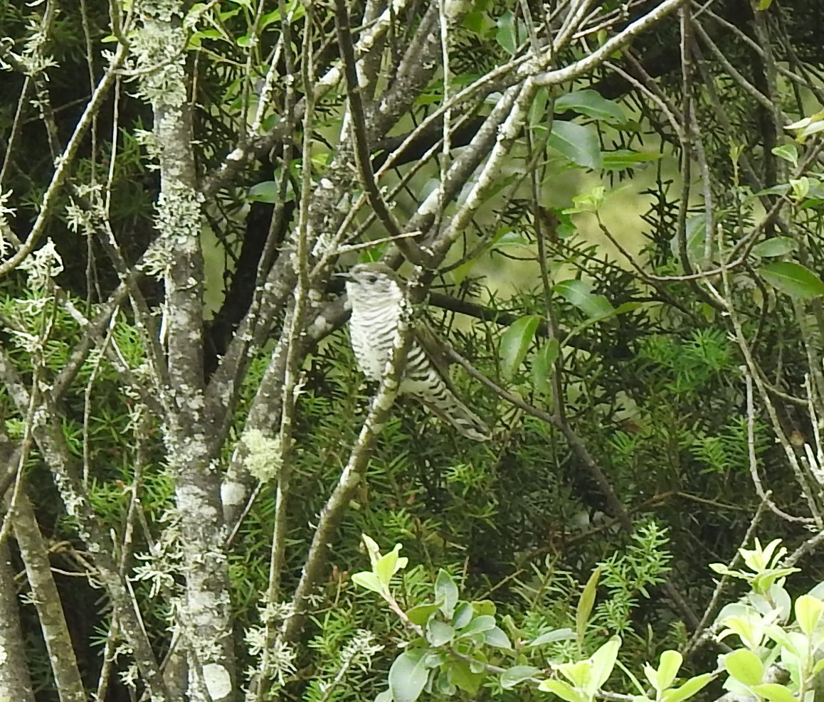 Shining Bronze-Cuckoo - marti ikehara