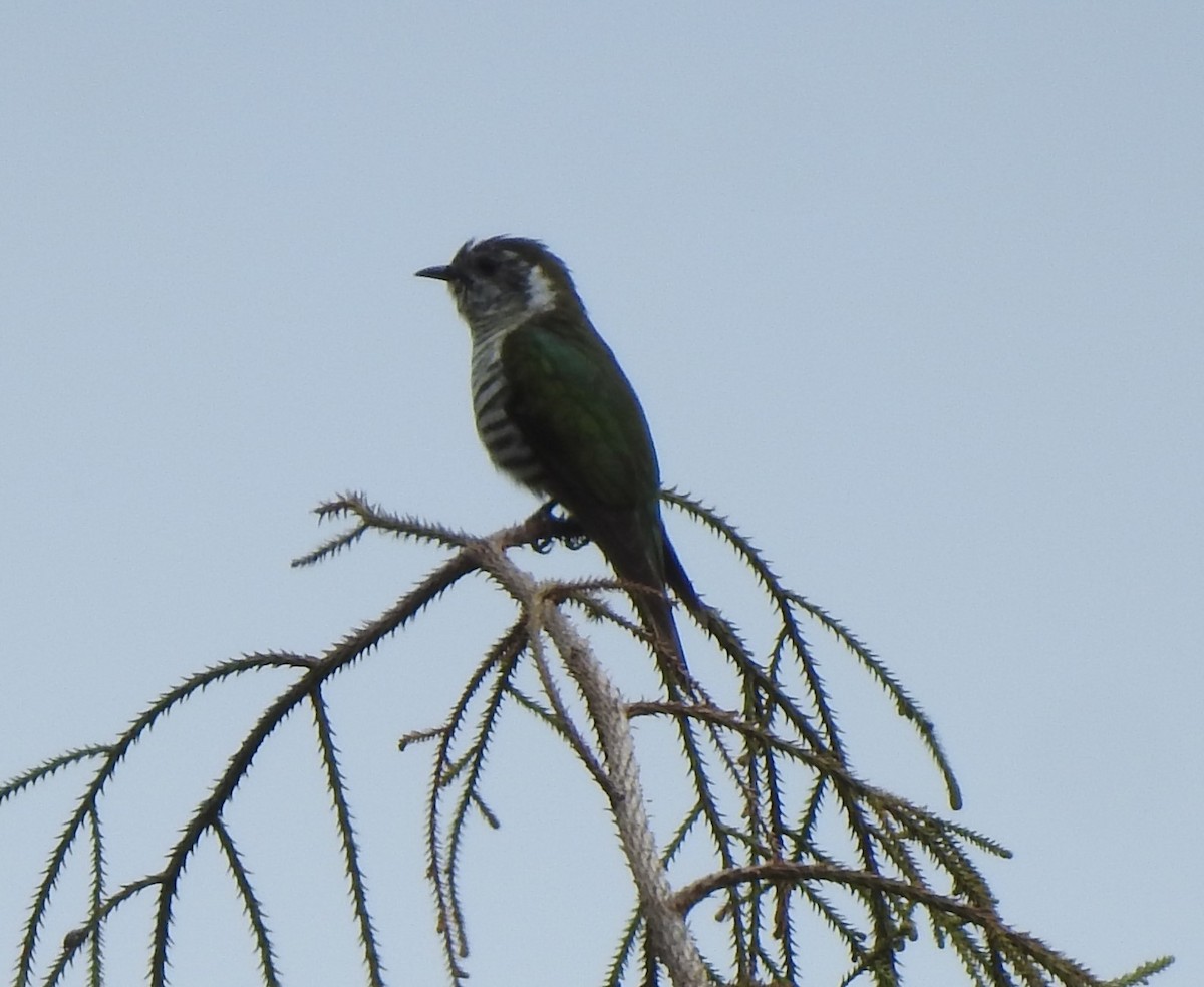 Shining Bronze-Cuckoo - marti ikehara