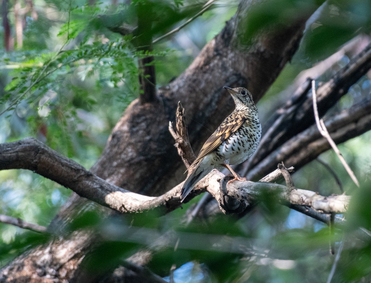 Scaly Thrush (Scaly) - Vishal Kapur