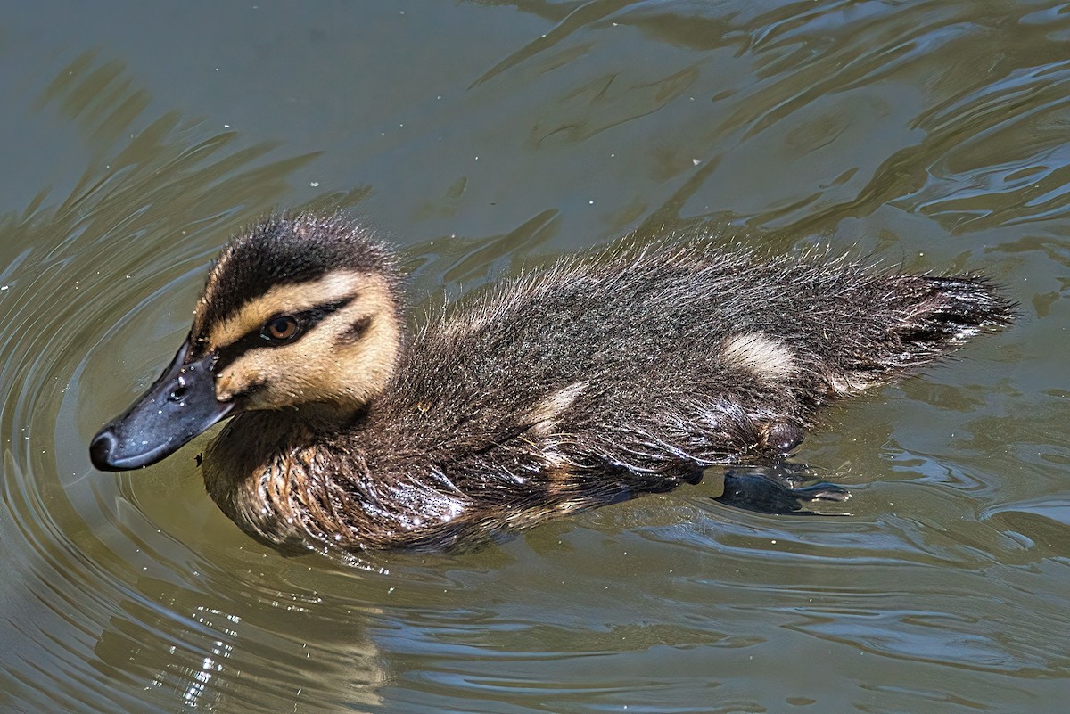 Pacific Black Duck - ML611930385