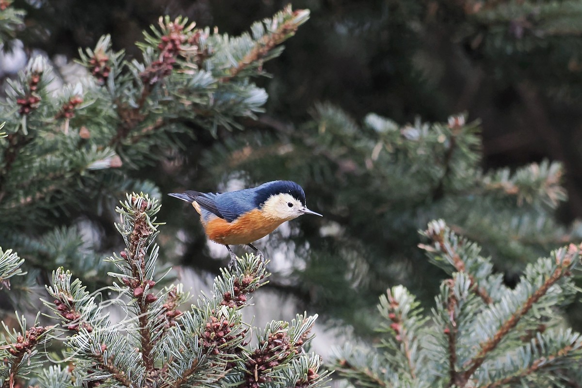 Przevalski's Nuthatch - ML611930473