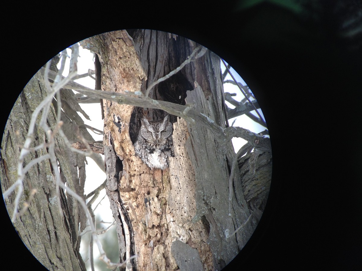 Eastern Screech-Owl - Jim Mead