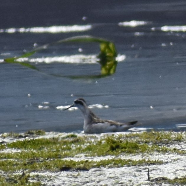 Red-necked Phalarope - Krissi Martin