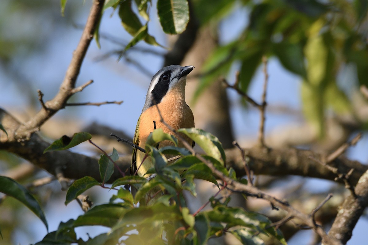 Olive Bushshrike - ML611930619