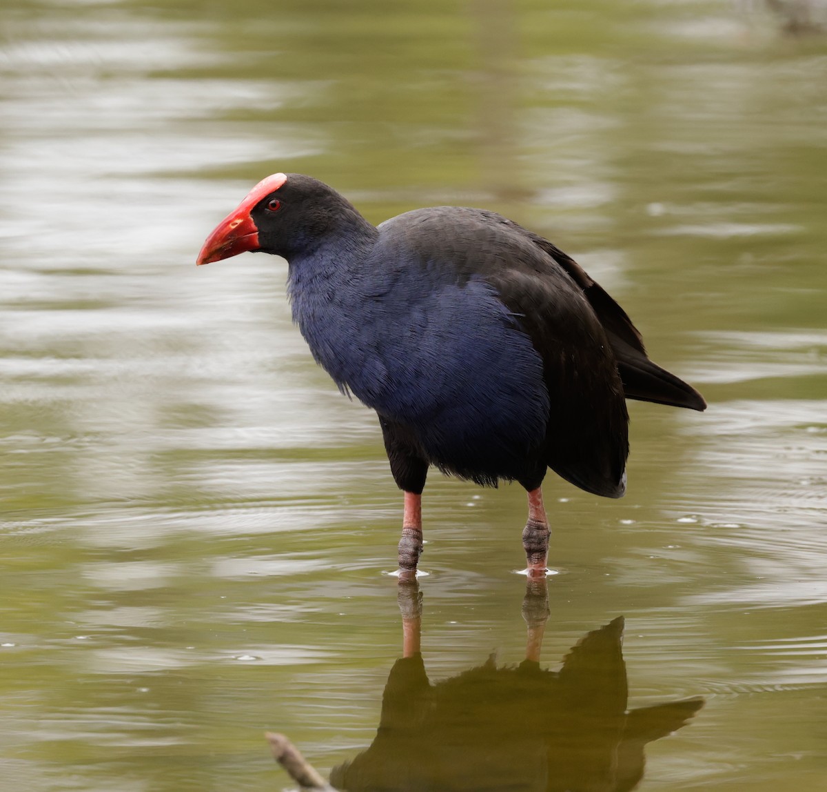 Australasian Swamphen - Cheryl McIntyre