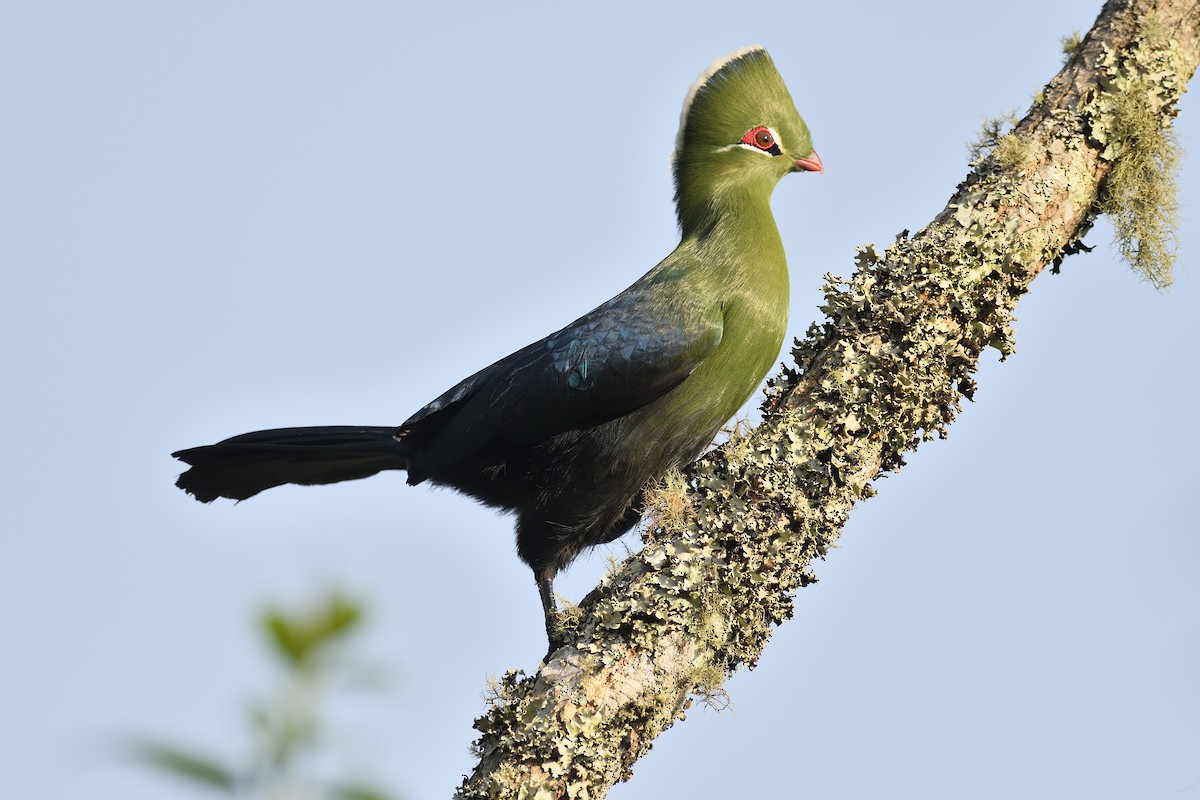 Knysna Turaco (Northern) - ML611930701