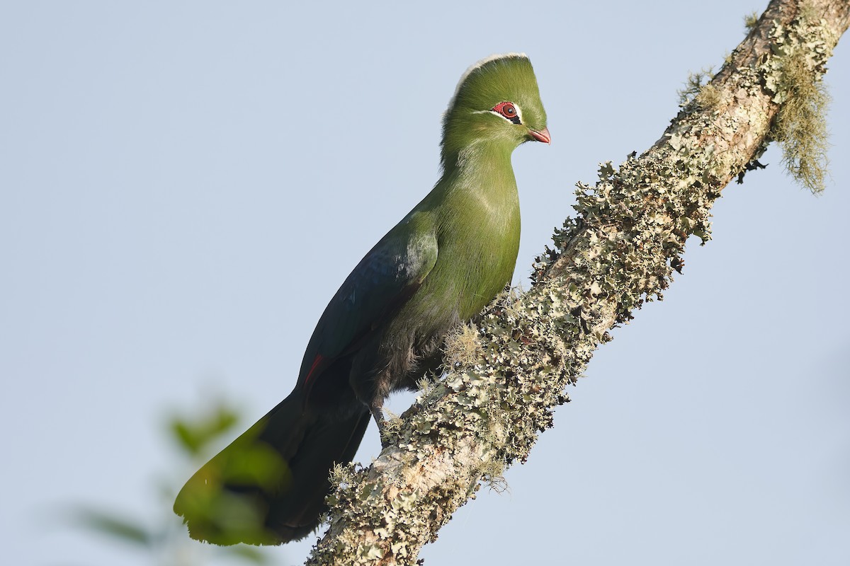 Knysna Turaco (Northern) - ML611930702