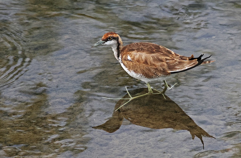Pheasant-tailed Jacana - Yi-Jung Tsai