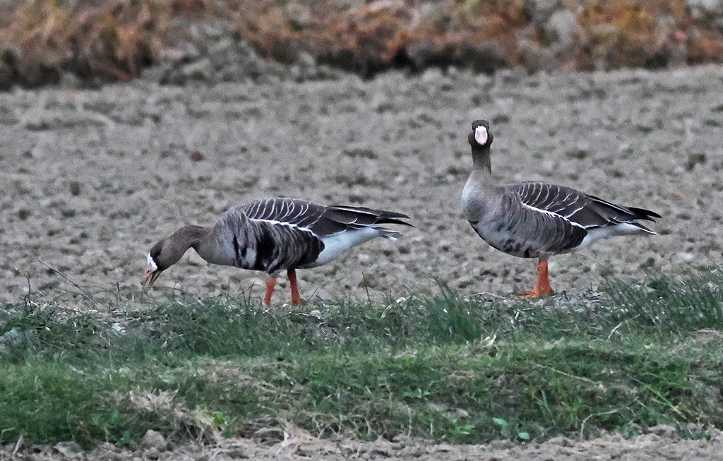 Greater White-fronted Goose - ML611930838