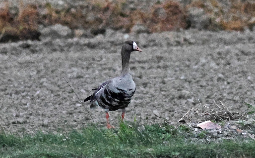Greater White-fronted Goose - ML611930839