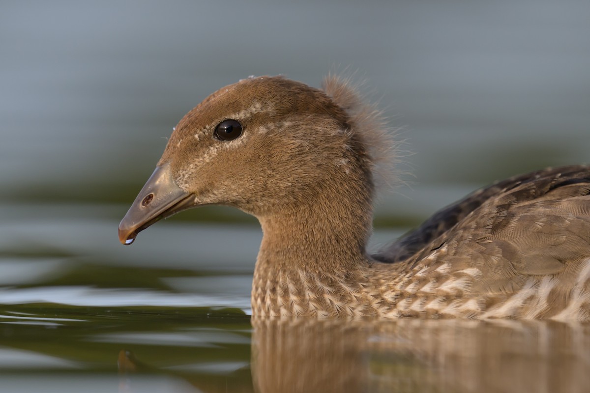 Maned Duck - Roger MacKertich