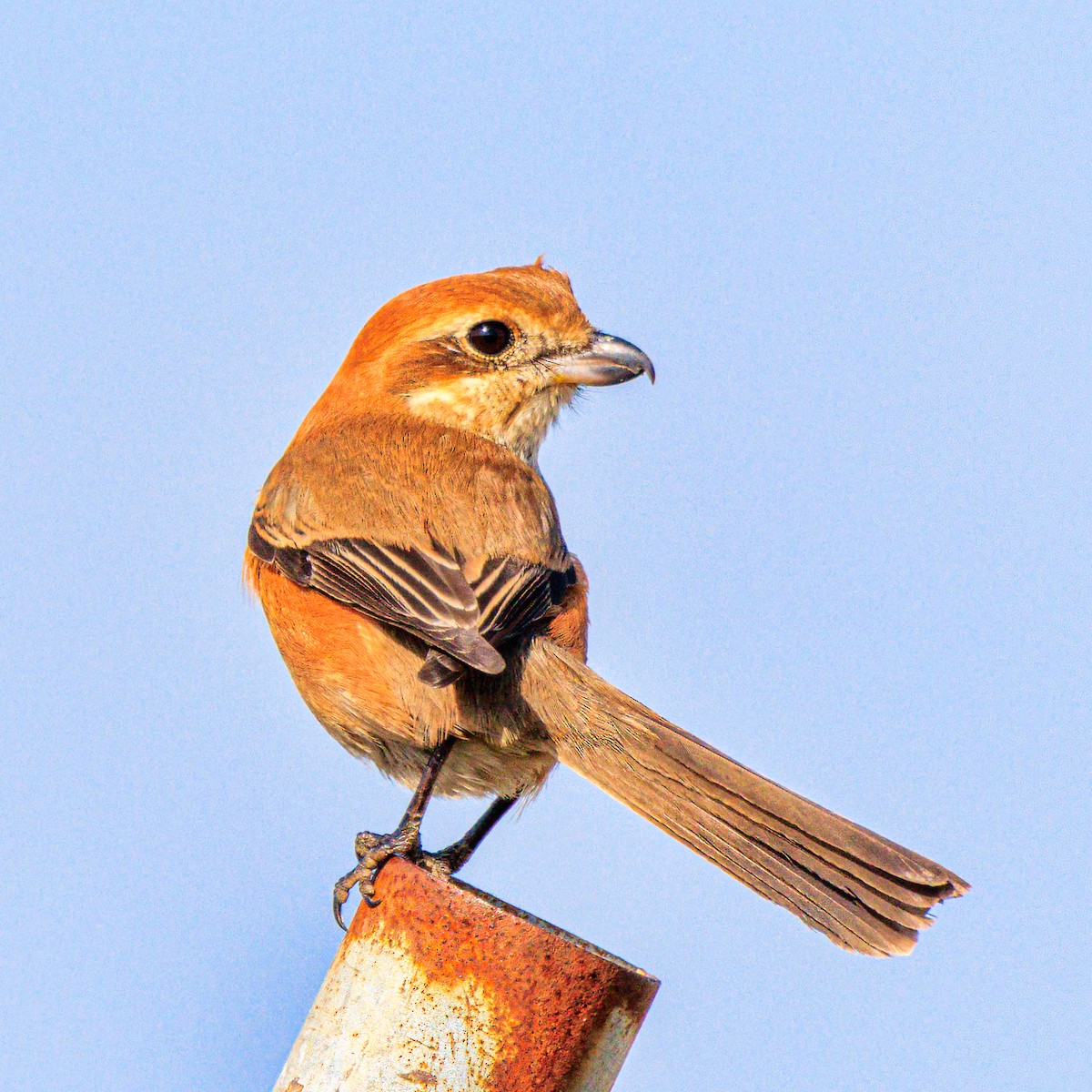 Bull-headed Shrike - ML611930933