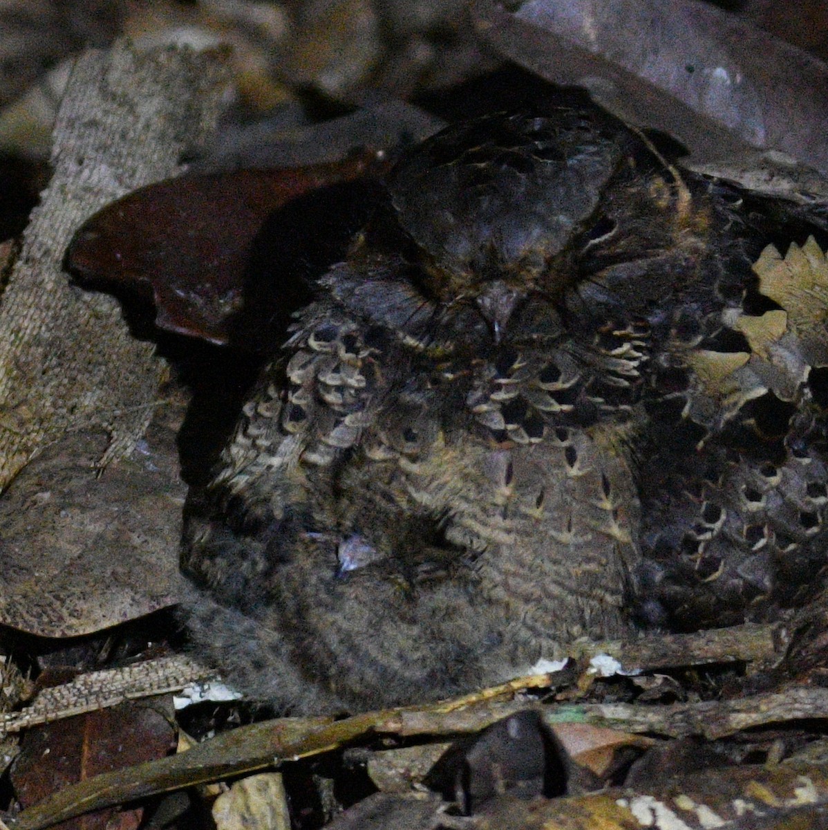 Collared Nightjar - ML611930941