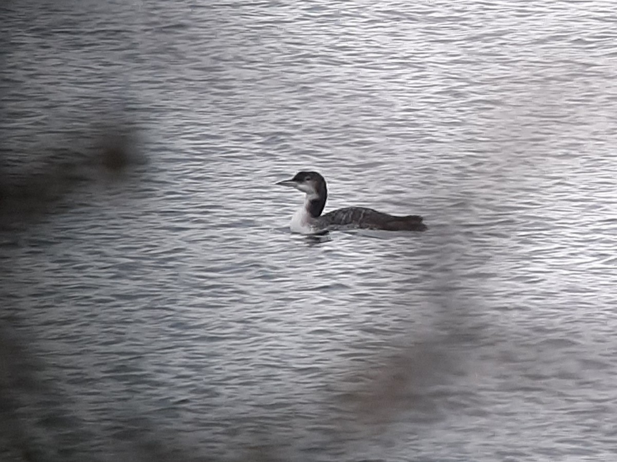 Plongeon huard - ML611930945