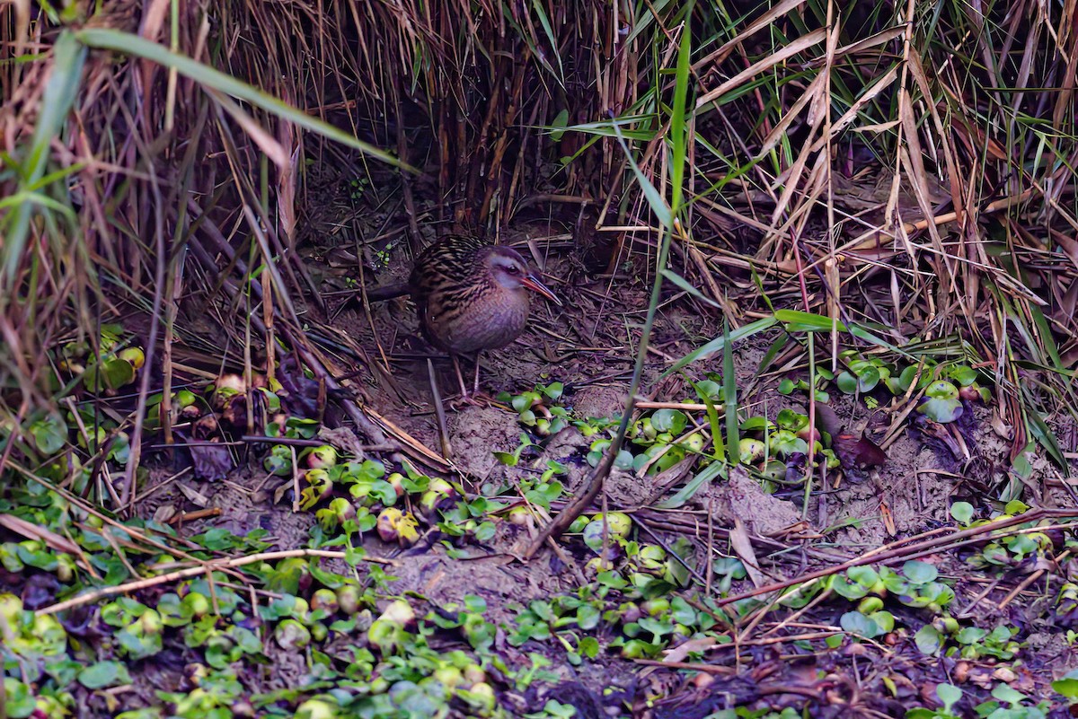 Brown-cheeked Rail - ML611931010