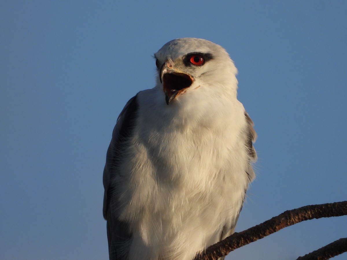 Black-winged Kite - ML611931016