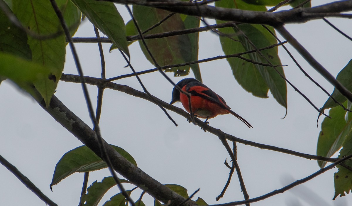 Minivet vermillon - ML611931106