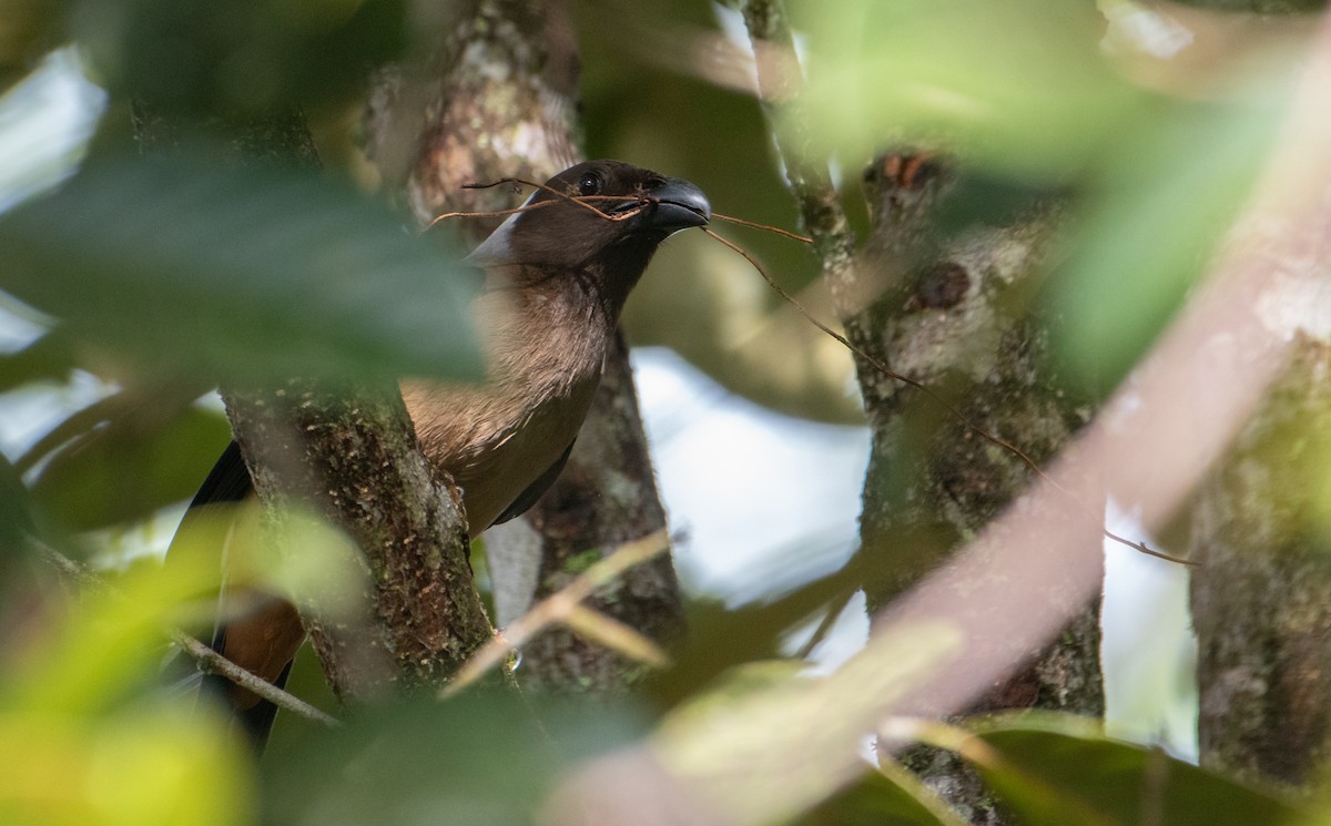 Sumatran Treepie - ML611931126