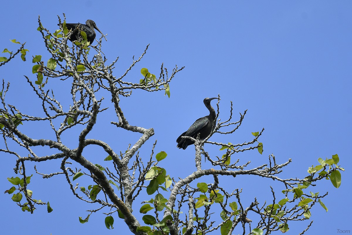 Glossy Ibis - ML611931250