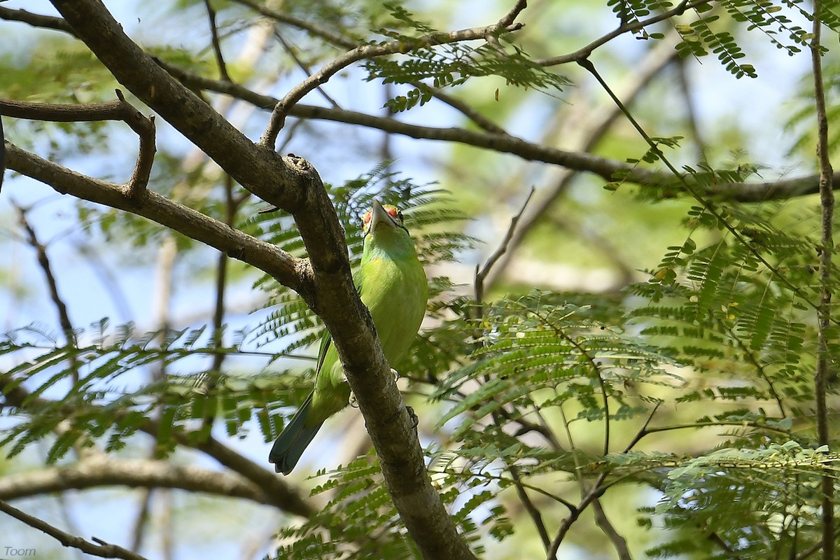 Moustached Barbet - Supaporn Teamwong