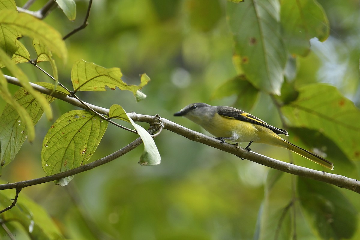 Rosy Minivet - Supaporn Teamwong