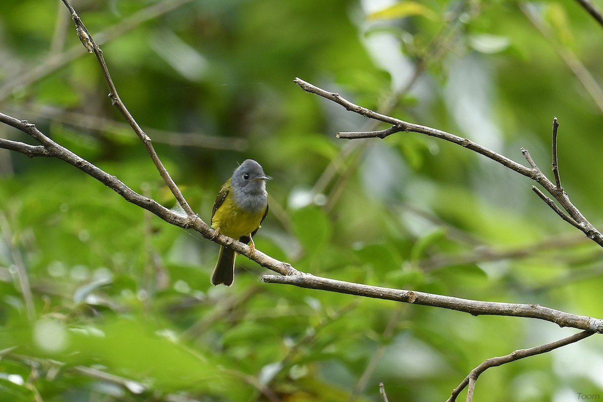 Gray-headed Canary-Flycatcher - Supaporn Teamwong