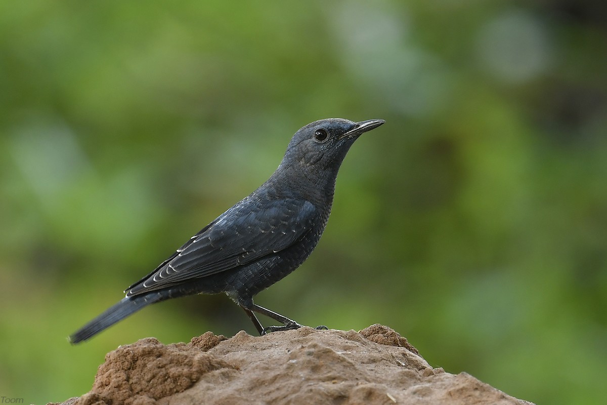 Blue Rock-Thrush - Supaporn Teamwong