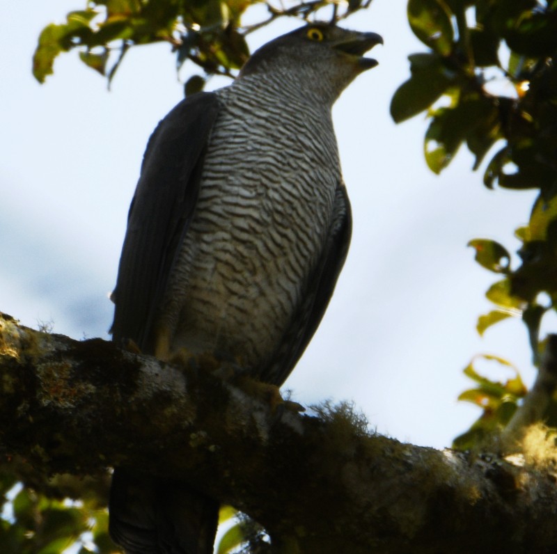 Henst's Goshawk - ML611931317