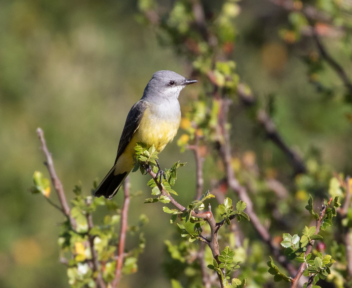 Western Kingbird - ML611931402