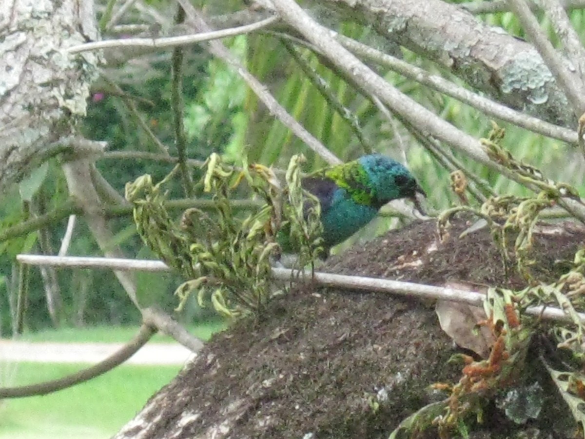 Green-headed Tanager - ML611931436