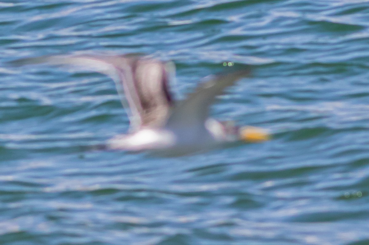 Caspian Tern - ML611931453