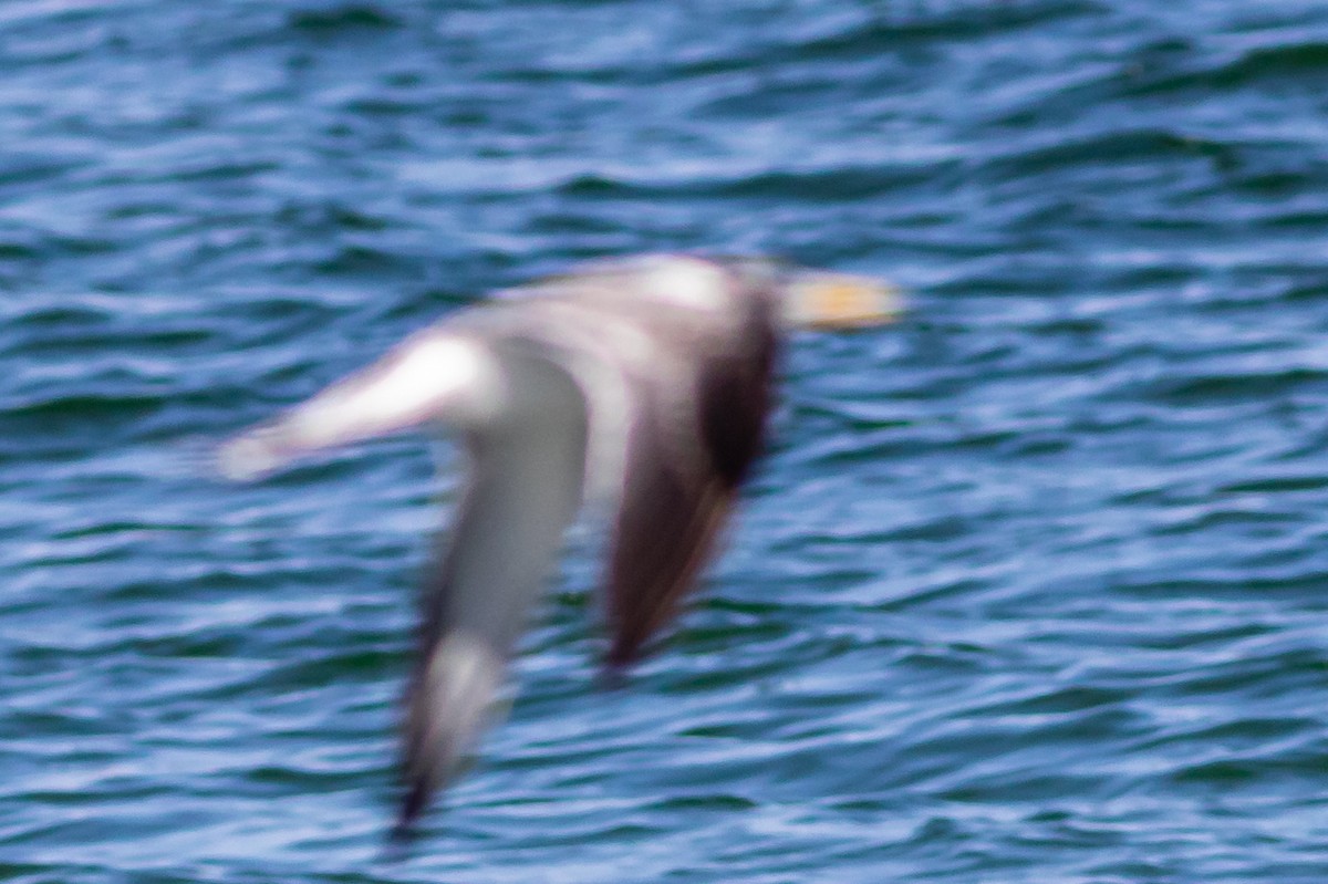 Caspian Tern - ML611931454