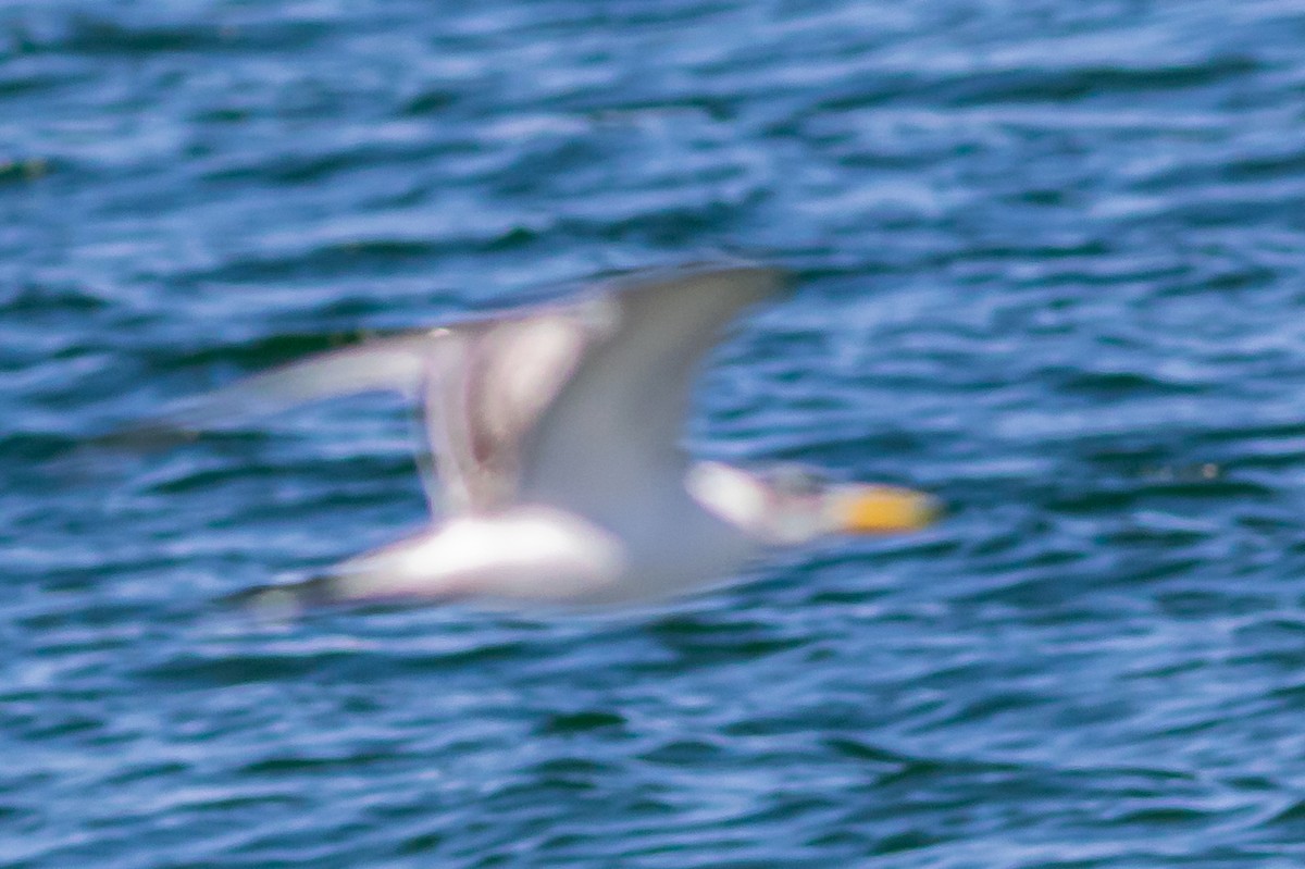 Caspian Tern - ML611931455