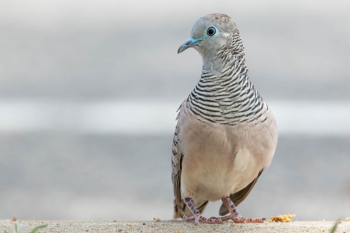 Peaceful Dove - ML611931638