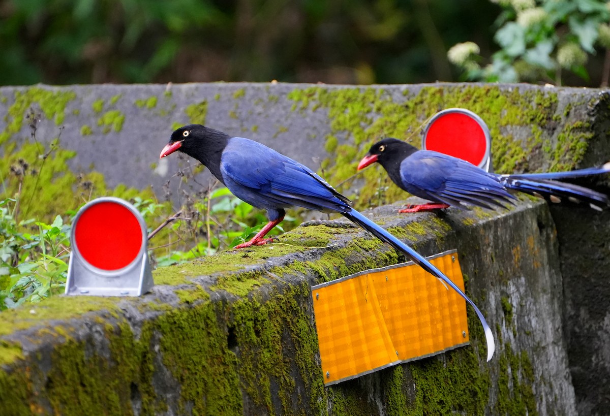 Taiwan Blue-Magpie - ML611931661