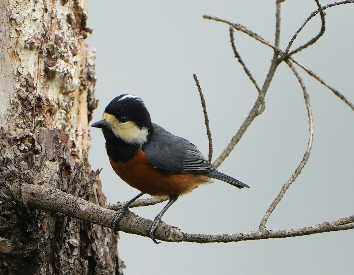 Chestnut-bellied Tit - ML611931675