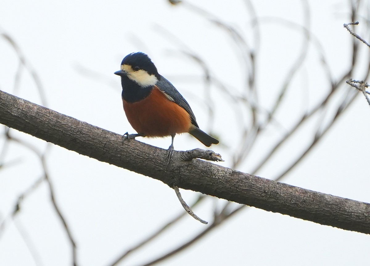 Chestnut-bellied Tit - ML611931676