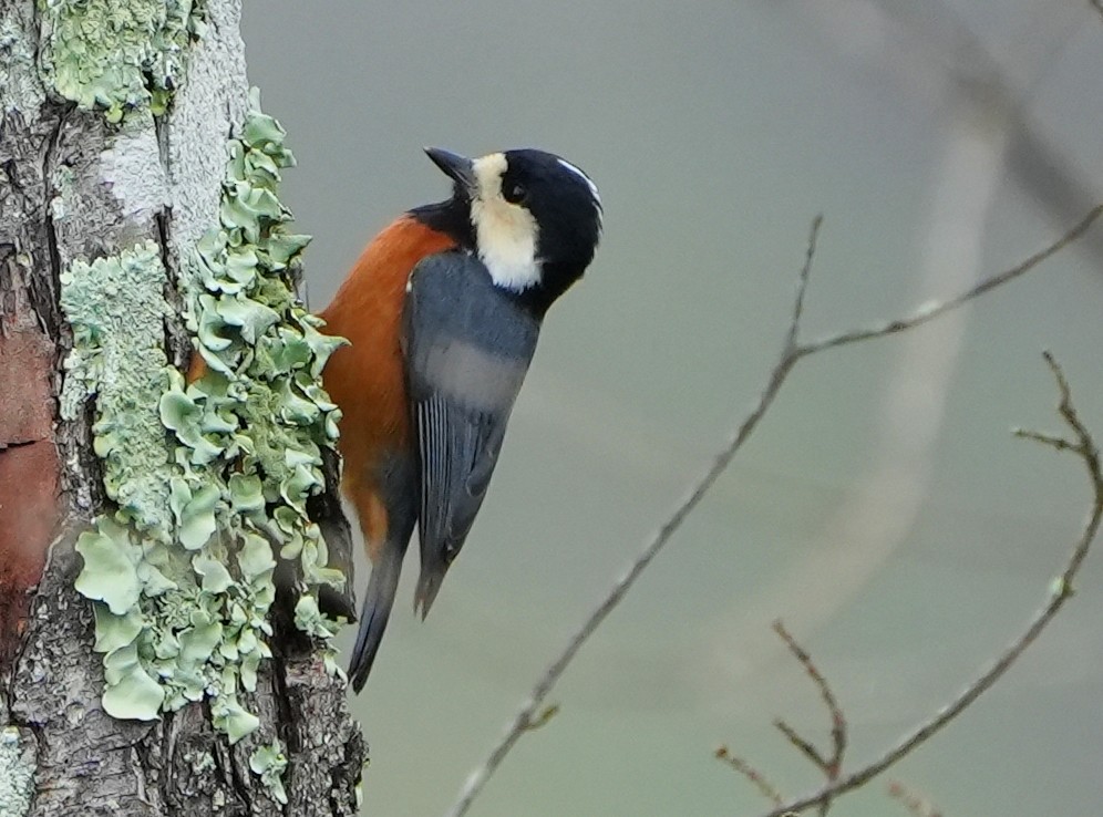 Chestnut-bellied Tit - ML611931677