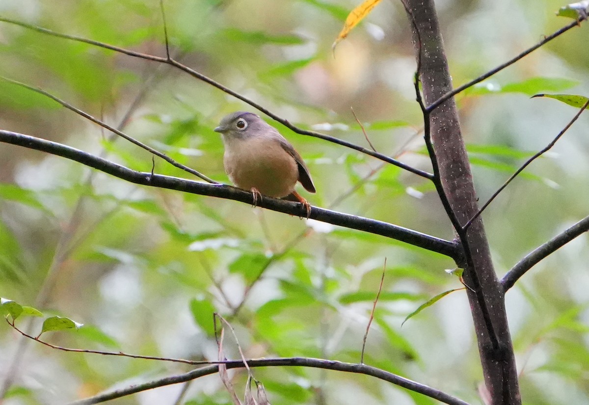 Morrison's Fulvetta - Jack Maynard