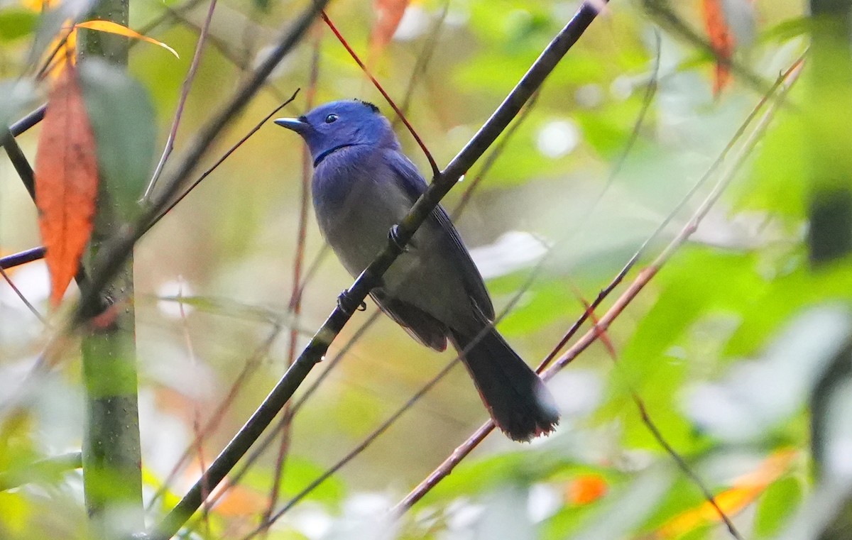 Black-naped Monarch - ML611931720