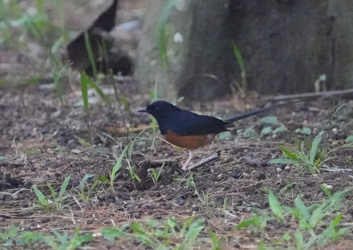 White-rumped Shama - ML611931740