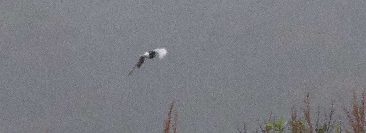 White-winged Tern - ML611931762