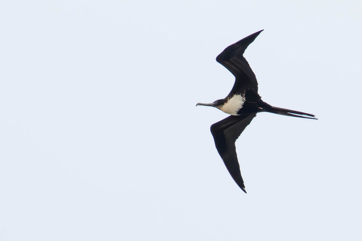 Great Frigatebird - ML611931847