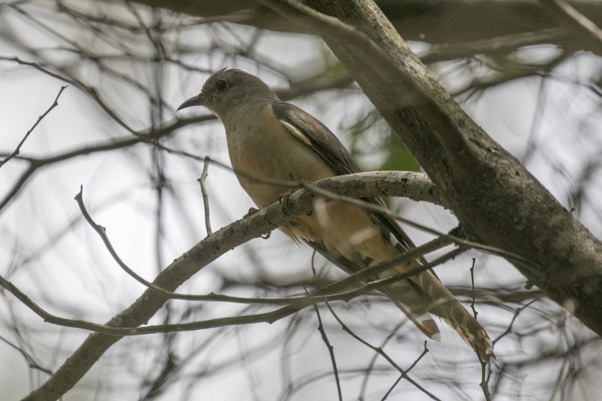 Brush Cuckoo (Australasian) - ML611931904