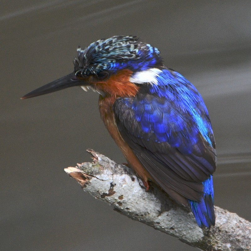 Malagasy Kingfisher - ML611931985