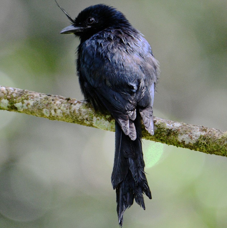Crested Drongo - ML611931987