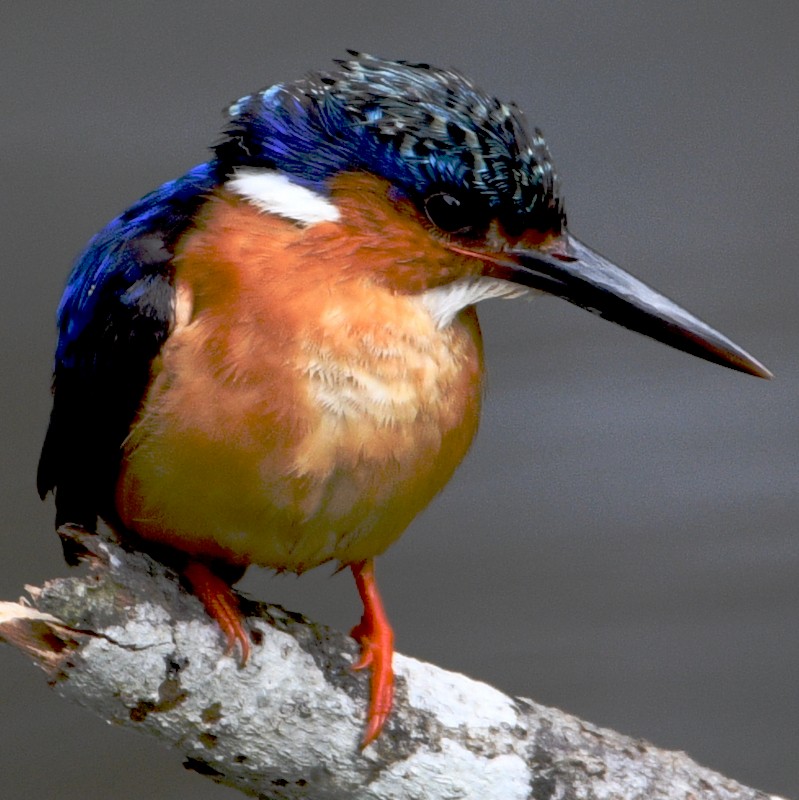 Malagasy Kingfisher - ML611931988
